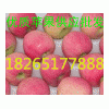 18265177888【供應嘎啦蘋果 美八蘋果價格】