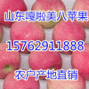 15762911888山東美八蘋果價格/嘎啦蘋果產地