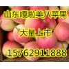 15762911888山東蘋果價格嘎啦蘋果行情資訊