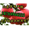 今日山東美八蘋果批發(fā)價格