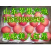 15953983808山東嘎啦蘋果產(chǎn)地批發(fā)價(jià)格