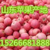 山東嘎啦美八蘋果價格行情