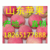 嘎啦蘋果價格18265177888便宜批發美八蘋果