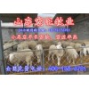 山東小尾寒羊懷孕母羊價(jià)格正規(guī)小尾寒羊養(yǎng)殖場(chǎng)