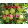 山東蘋果批發(fā)基地山東遼伏藤木蘋果最新價(jià)格行情