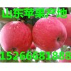 山東蘋(píng)果供應(yīng)、山東蘋(píng)果批發(fā)、煙臺(tái)蘋(píng)果