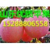 紅星紅將軍蘋果價格  湖南紅星紅將軍蘋果基地