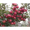 15266665888山東紅星金帥蘋果產(chǎn)地批發(fā)
