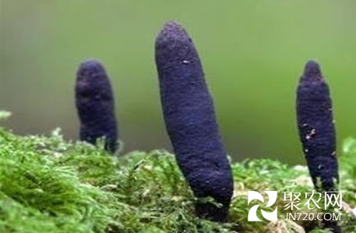 圖片12