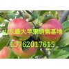 山東蘋果批發基地