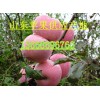13668696760山東紅富士蘋果價格水晶富士批發價格