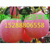 批發廣西北海紅富士蘋果價格 紅星紅將軍蘋果最新價格