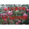 山東蘋果好山東蘋果銷量領先