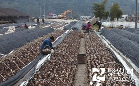圖片4