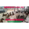 波爾山羊的價(jià)格