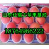 山東紅富士蘋果產(chǎn)地批發(fā)價格