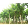 供應(yīng)刺槐，國(guó)槐，楊樹，柳樹，法桐，香花槐