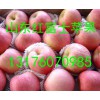 山東紅富士蘋果產(chǎn)地價格