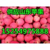 大量供應山東紅富士蘋果15254975888