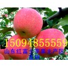 出售山東優(yōu)質(zhì)紅富士、紅將軍蘋果