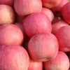 大量批發銷售山東紙袋紅富士蘋果