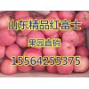 山東萬(wàn)畝紙袋水晶紅富士蘋果大降價(jià)