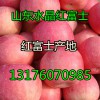 供應(yīng)山東紙袋紅富士蘋果價格