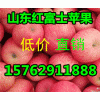山東紅富士蘋果產區價格便宜了15762911888