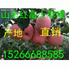 山東紅富士蘋果什么價格哪里價格便宜
