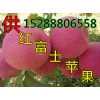批發山東紅富士蘋果 紙袋紅富士蘋果基地價格