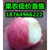 山東紅富士蘋果行情紅富士蘋果價格