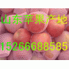 供應(yīng)山東紅富士蘋果批發(fā)價(jià)格