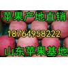 18764958222紅富士蘋果怎么批發(fā)/山東紅富士蘋果價(jià)格