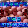 18764958222今日山東蘋果價格/紅富士蘋果哪里最便宜