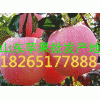 最新山東紅富士蘋果批發價格