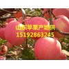 山東紅富士最新價格 山東蘋果產地批發