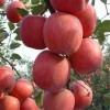 山東紅富士蘋果多少錢一斤，紅富士蘋果產(chǎn)地最低批發(fā)價格