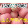 山東蘋果批發(fā)18265177888紅富士蘋果價(jià)格