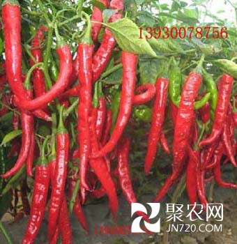羊角紅一號