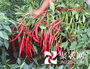 紅豐一號