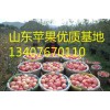 山東優(yōu)質(zhì)蘋果生產(chǎn)區(qū)，山東最新蘋果價格，山東紅富士蘋果基地價格