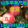 哪里蘋果即便宜又好吃/山東紙袋/膜袋/紙夾膜紅富士蘋果產地