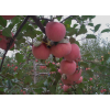 煙臺(tái)優(yōu)質(zhì)紅富士蘋果哪里的好，山東紅富士蘋果基地