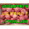 山東一級至三級紅富士蘋果價格