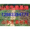 2016年生姜價格預測
