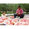 今日供應山東精品紅富士庫存果價格