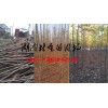 2公分欒樹苗|3公分欒樹苗|4公分欒樹苗|5公分欒樹苗