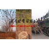 12公分欒樹價格,15公分欒樹價格,18公分欒樹價格