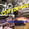 13371261682常年出售優(yōu)質(zhì)仔豬