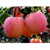 山東優(yōu)質紅富士蘋果供應批發(fā)